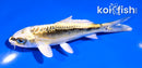 4.5" KIN KIKOKURYU