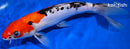 9.5" DOITSU GOSHIKI