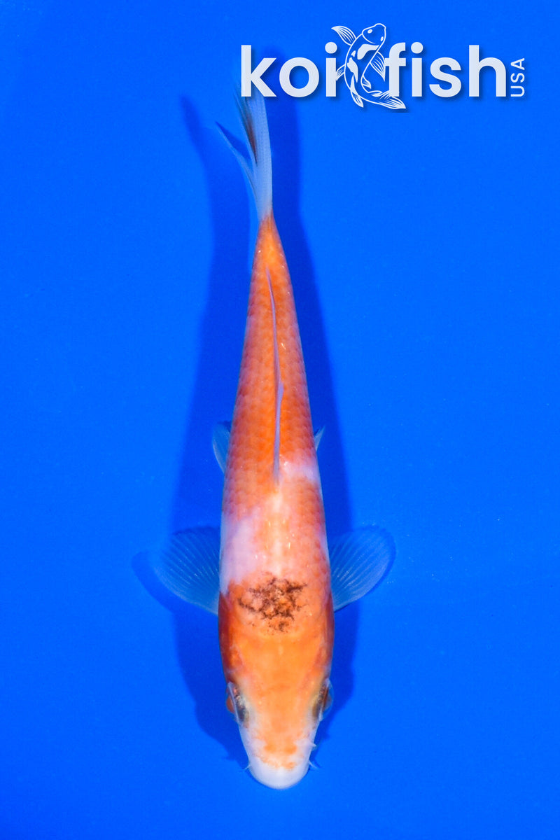 5" KOHAKU
