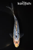 7" SHUBUNKIN GOLDFISH