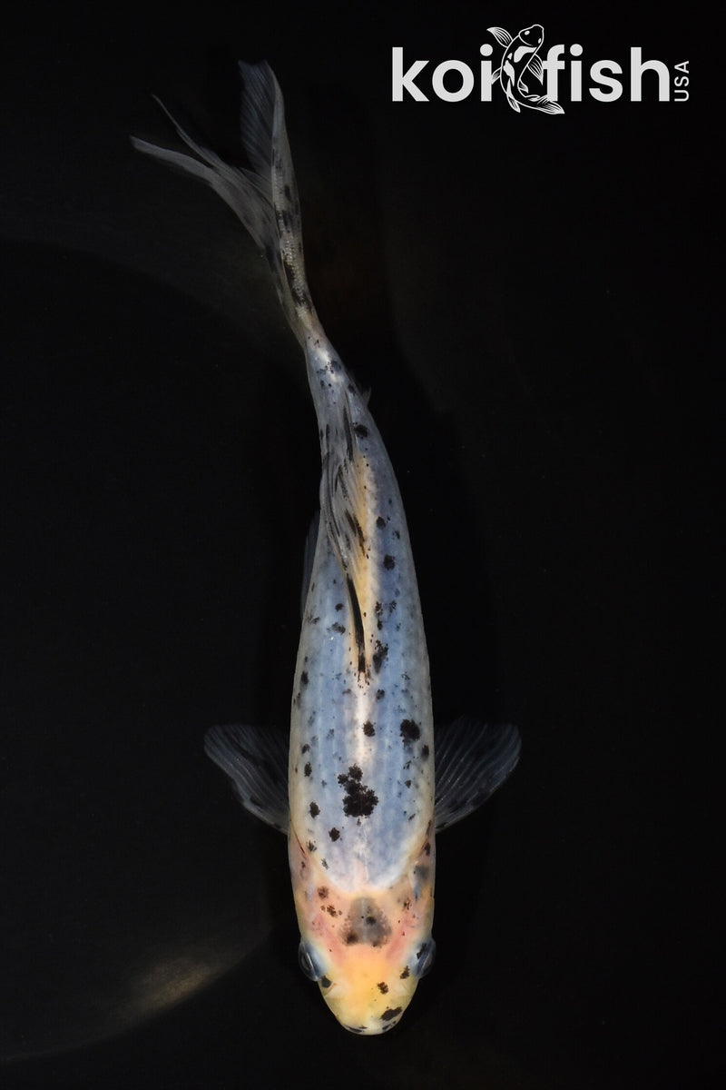 7" SHUBUNKIN GOLDFISH