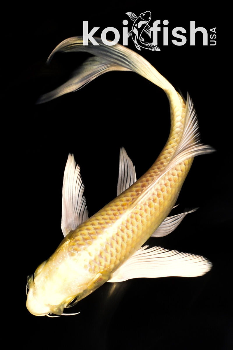 7.5" YAMABUKI OGON BUTTERFLY