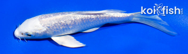 4.5" GINRIN PLATINUM OGON BUTTERFLY