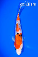 7.25" GINRIN SANKE