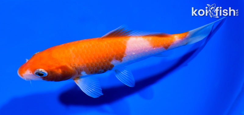 5.25" KOHAKU