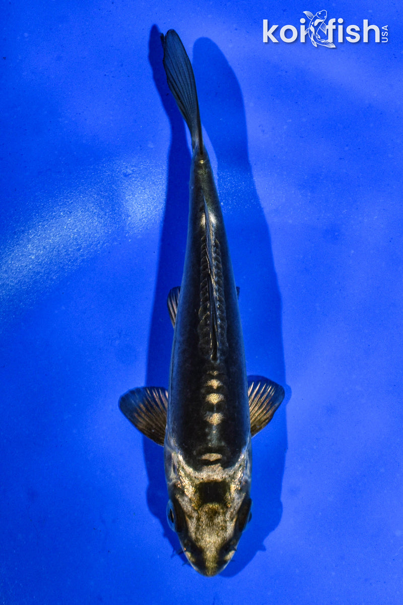 5" KIKOKURYU