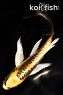 6" KIN KIKOKURYU BUTTERFLY
