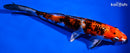 6.5" YAMATO NISHIKI