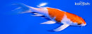 5.75" HARIWAKE BUTTERFLY