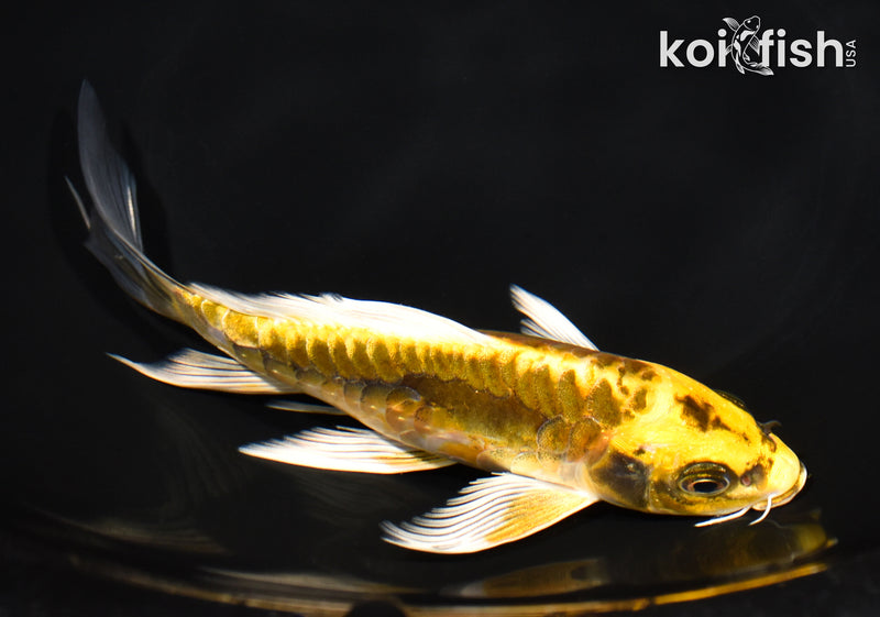 7" ARAGOKE KIN KIKOKURYU BUTTERFLY