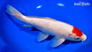 10.75" TANCHO KOHAKU