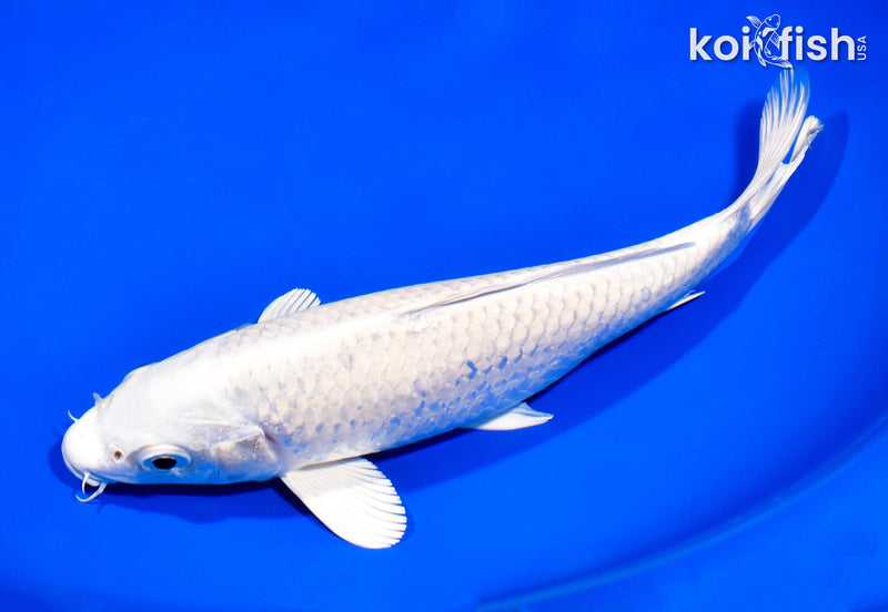 8.25" PLATINUM OGON
