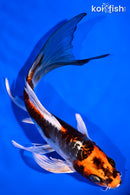 7.25" ARAGOKE BENI KIKOKURYU BUTTERFLY