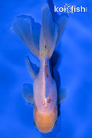 5" ORANDA GOLDFISH