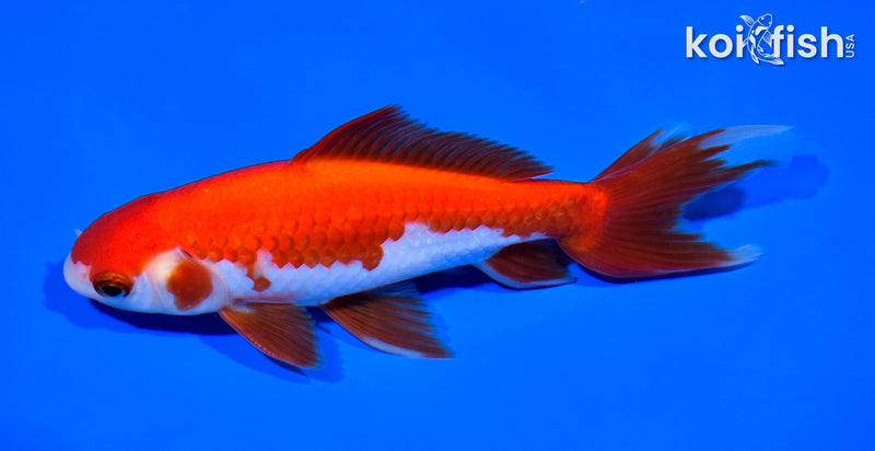 5.75" WAKIN GOLDFISH