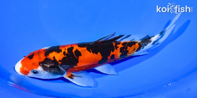7.5" DOITSU SANKE