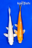 PACK OF (2) 6.5-6.75" STANDARD KOI