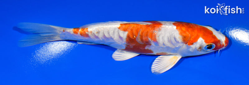 5.5" KIKUSUI