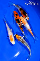 PACK OF (5) 3.75"- 4" STANDARD KOI