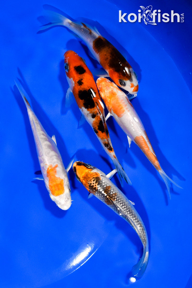 PACK OF (5) 3.75"- 4" STANDARD KOI