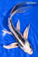 8.25" KIKOKURYU BUTTERFLY