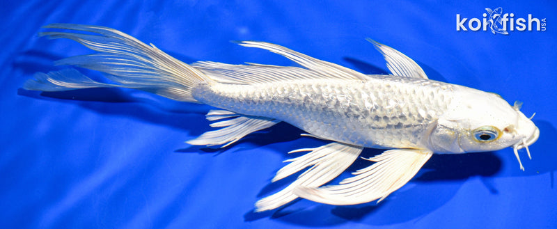 9" GINRIN PLATINUM OGON BUTTERFLY