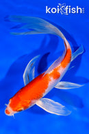 8.25" HARIWAKE BUTTERFLY