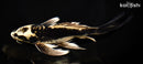 9.5" KIN KIKOKURYU BUTTERFLY