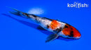 5.75" GINRIN SHOWA