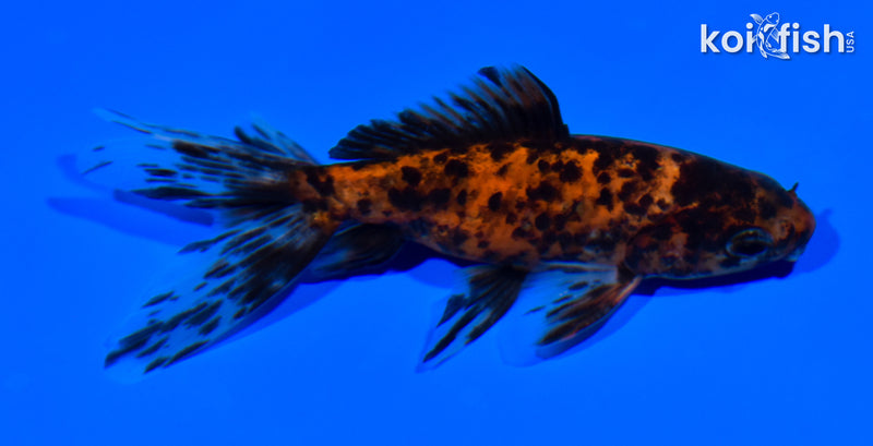 4.25" WATONAI GOLDFISH