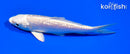 5.75" GINRIN PLATINUM OGON
