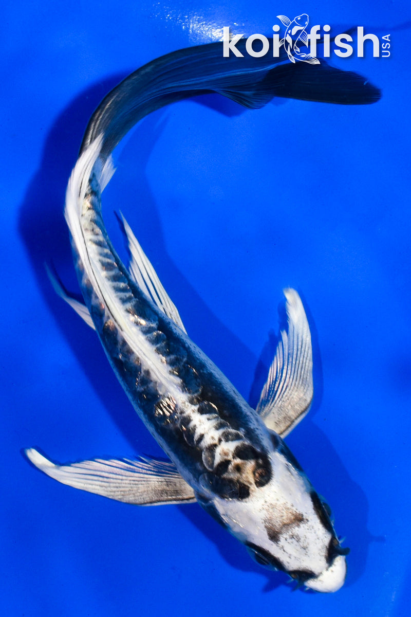 6" KIKOKURYU BUTTERFLY