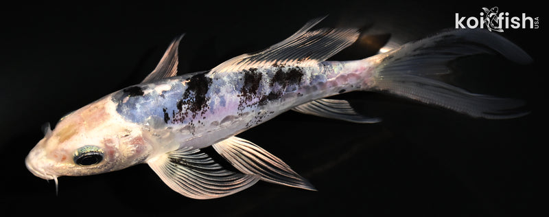 5.25" DOITSU GIN SHIRO BEKKO BUTTERFLY