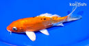6.75" HEISEI NISHIKI