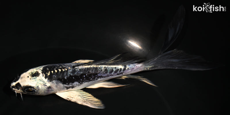 5.25" KIKOKURYU BUTTERFLY