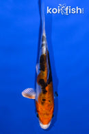 4.25" HEISEI NISHIKI