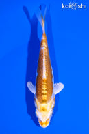 4.75" DOITSU LEMON HARIWAKE