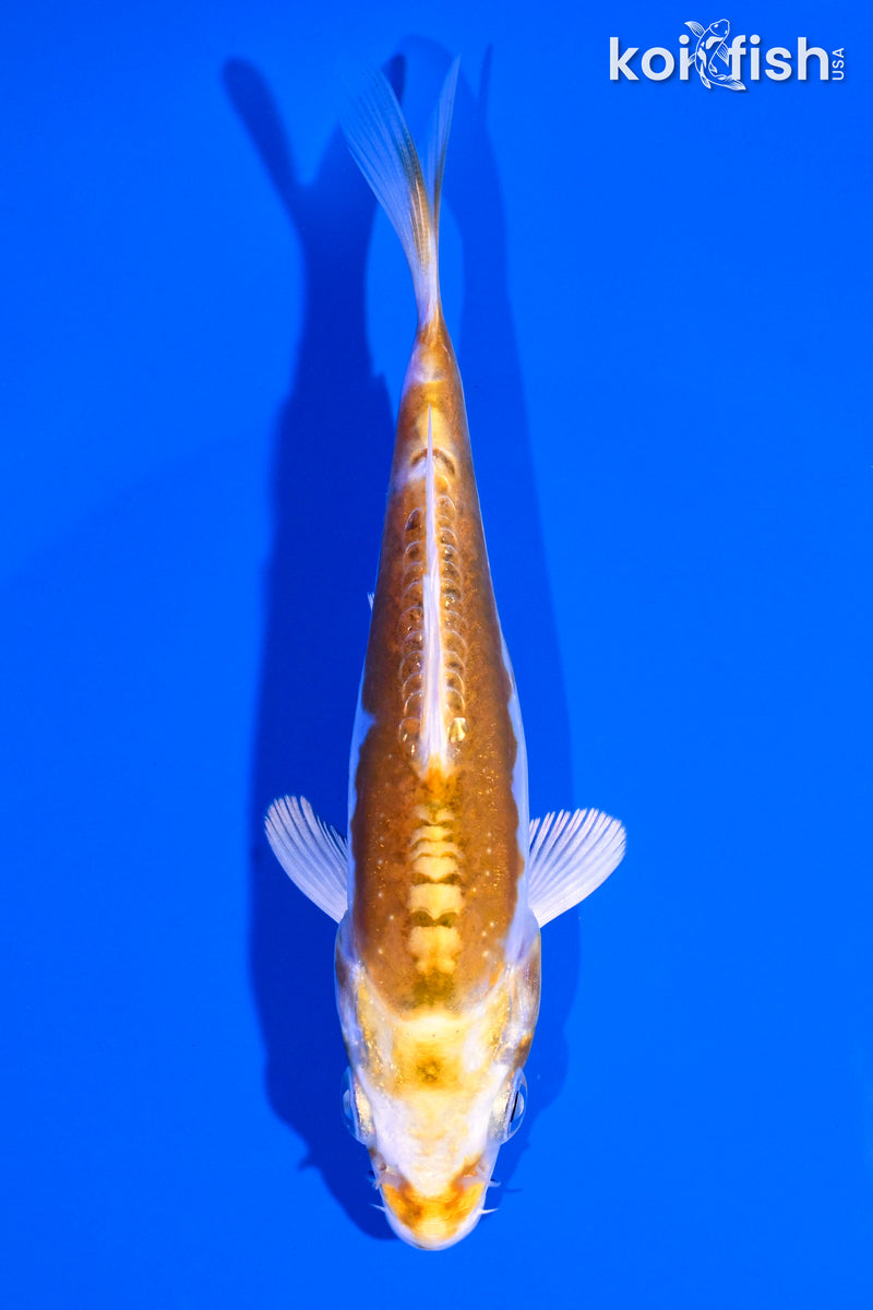 4.75" DOITSU LEMON HARIWAKE