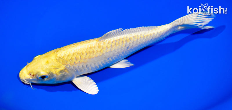 8" YAMABUKI OGON