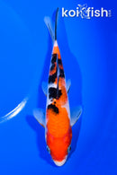 6.75" SANKE