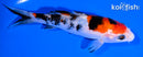 5.25" SANKE