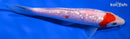 6" GINRIN KOHAKU