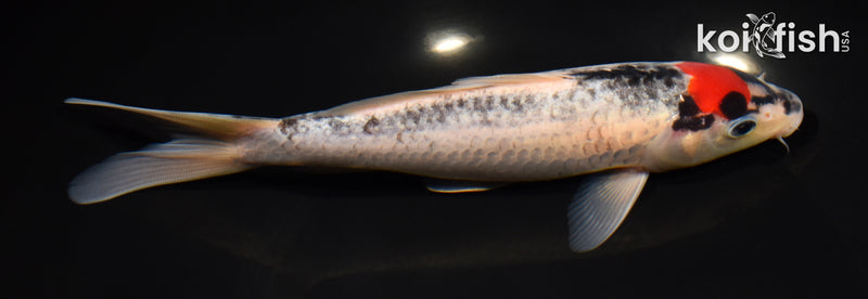 8" TANCHO GOSHIKI