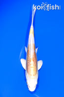 6.5" DOITSU HARIWAKE