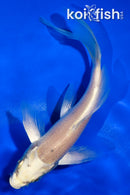 5" CREAMY OGON BUTTERFLY