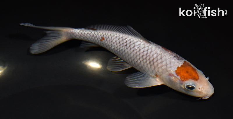 6.75" OCHIBA SHIGURE