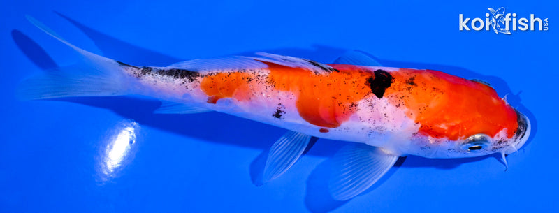 5.25" DOITSU GOSHIKI