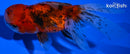 4.75" CALICO LIONHEAD ORANDA GOLDFISH