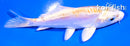 4" DOITSU LEMON HARIWAKE