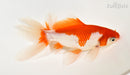 6" WATONAI GOLDFISH